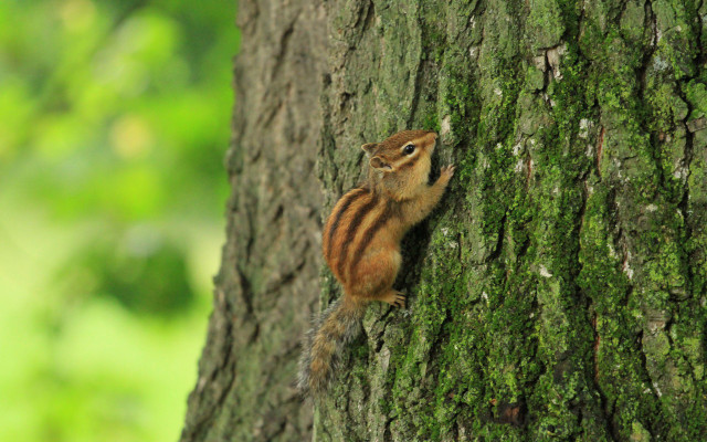 Chipmunk climbing tree trunk forest free wallpaper - medium preview image