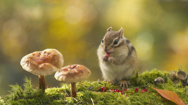 Chipmunk mossy surface mushrooms leaves free wallpaper - medium preview image