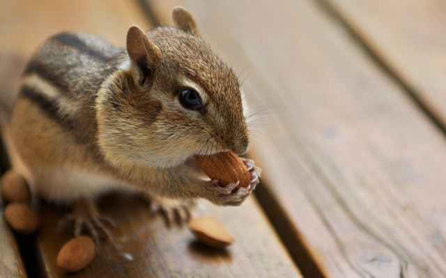 Chipmunk eating nut wooden table free wallpaper - medium preview image