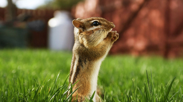 Squirrel hind legs grass front free wallpaper - medium preview image
