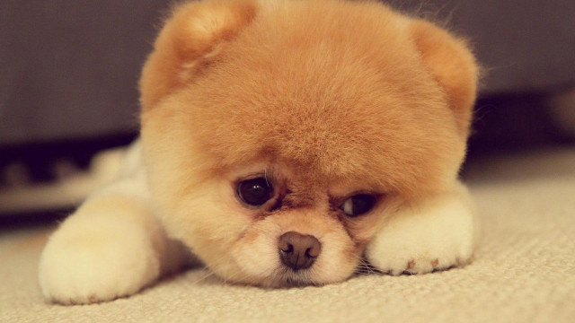 Small brown dog laying couch free wallpaper - medium preview image