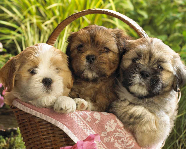 Three puppies basket grass flowers free wallpaper - medium preview image