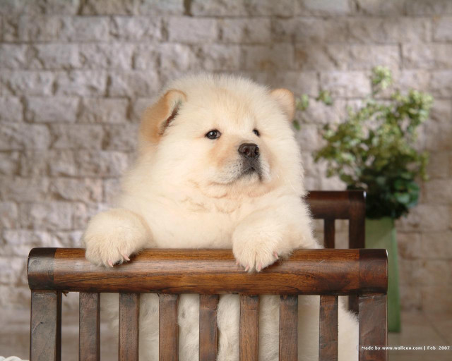 White dog bench brick wall free wallpaper - medium preview image