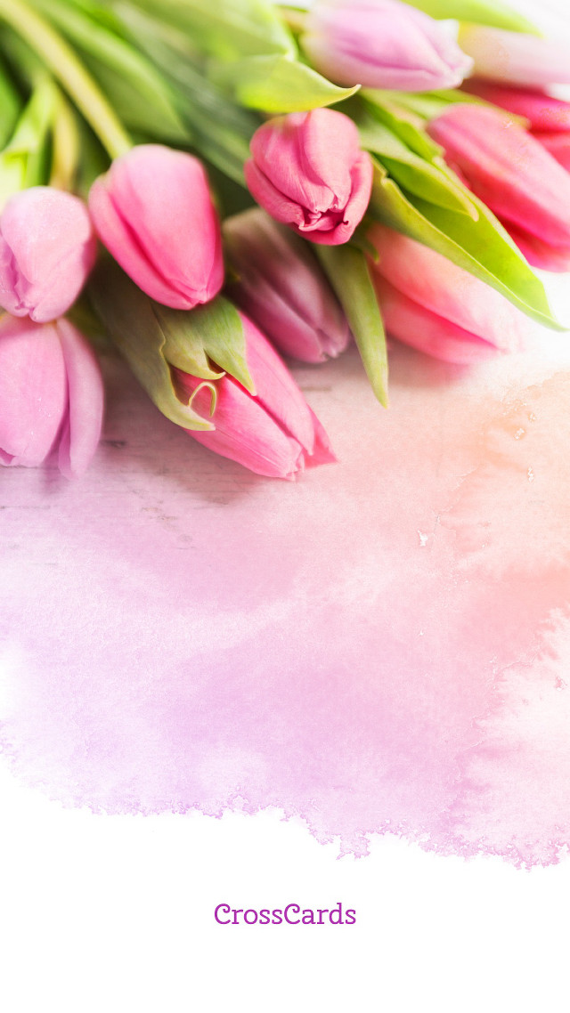 Pink tulips pink background white free wallpaper - medium preview image