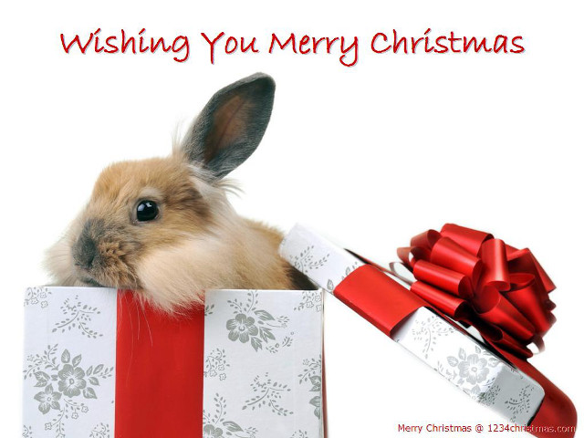 Rabbit giftbox redribbon bow merry free wallpaper - medium preview image