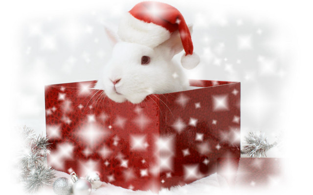 White rabbit santa hat red free wallpaper - medium preview image