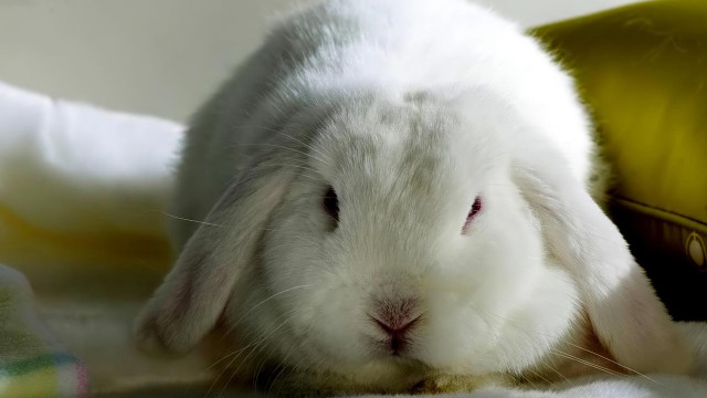 White rabbit blanket sad looking free wallpaper - medium preview image
