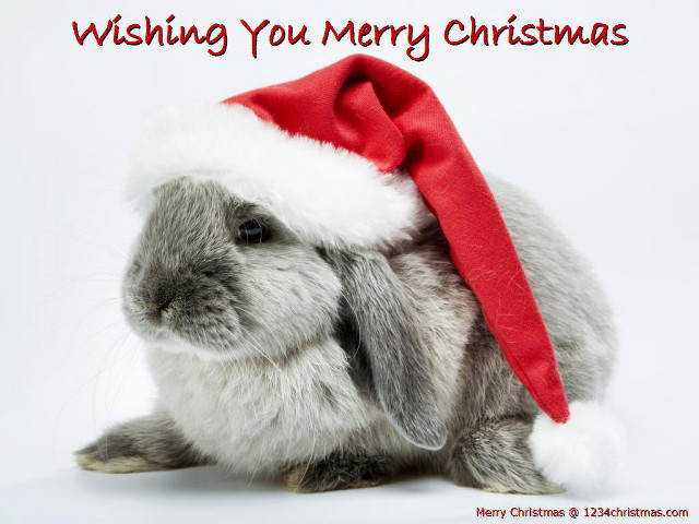 Rabbit santa hat merry message free wallpaper - medium preview image