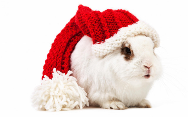White rabbit red hat pom free wallpaper - medium preview image