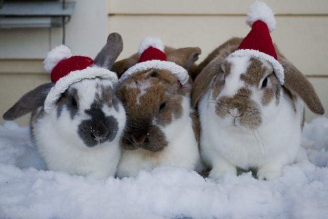 Rabbits christmas hats snow together free wallpaper - medium preview image
