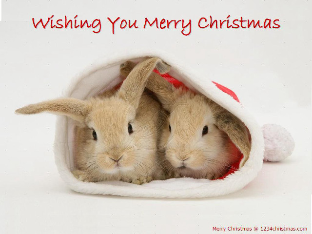 Rabbits christmas hat merry message free wallpaper - medium preview image
