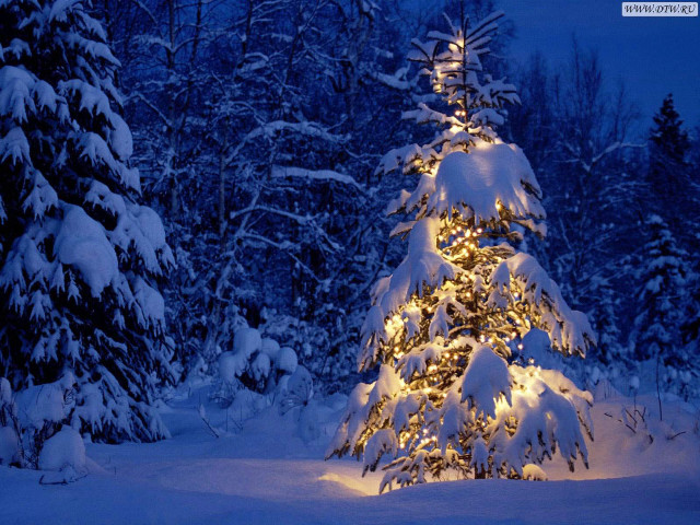 Snowy tree with lights forest free wallpaper - medium preview image