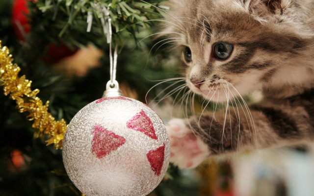 Kitten looking christmas ornament gold free wallpaper - medium preview image