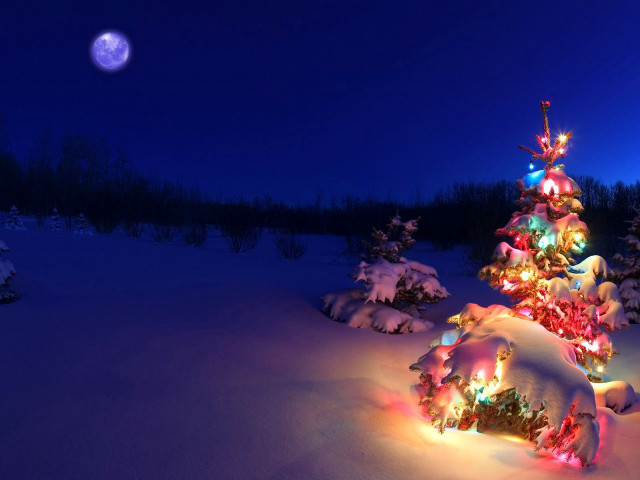 Christmas tree lit snow full free wallpaper - medium preview image