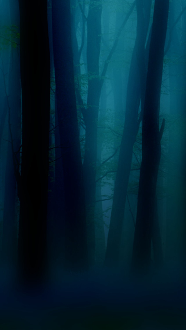 Dark forest foggy night trees free wallpaper - medium preview image