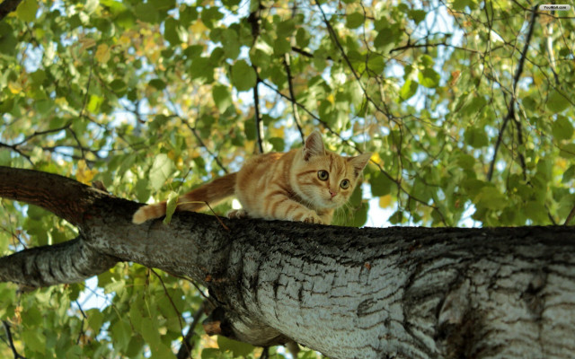 Cat branch forest sunlight nature free wallpaper - medium preview image