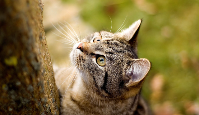 Cat tree trunk animals naturalism free wallpaper - medium preview image