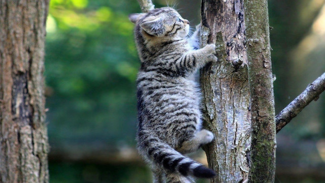 Cat climbing tree reach branch free wallpaper - medium preview image