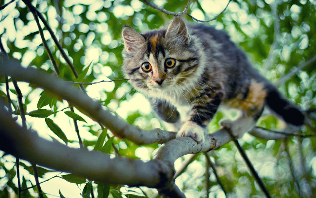 Cat climbing tree branch curious free wallpaper - medium preview image