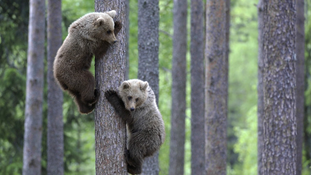Two bears climbing tree forest free wallpaper - medium preview image