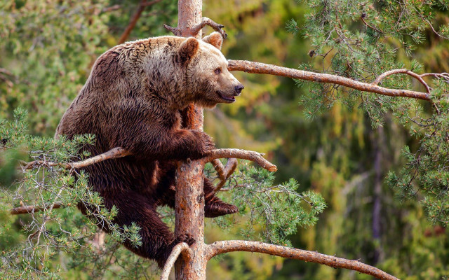 Brown bear climbing tree branch free wallpaper - medium preview image
