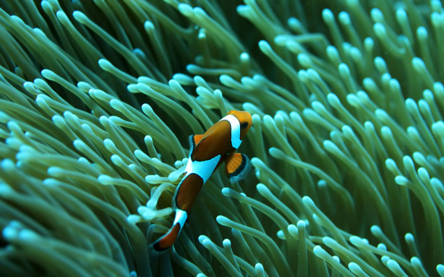 Clown fish swimming anemone water free wallpaper - medium preview image