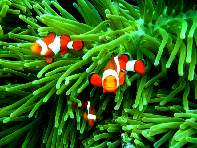Clown fish anemone coral reef #3 free wallpaper - medium preview image