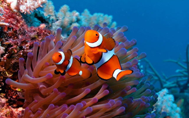 Orange clownfish anemone coral reef free wallpaper - medium preview image
