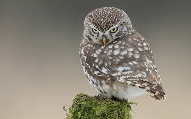 Small owl mossy branch gray free wallpaper - medium preview image