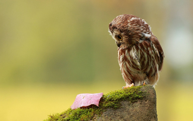 Small owl moss covered rock free wallpaper - medium preview image