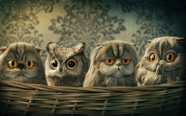 Owls basket yellow eyes damask free wallpaper - medium preview image