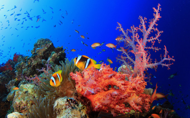 Fish coral reef ocean blue free wallpaper - medium preview image