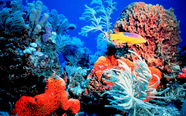 Colorful coral reef yellow fish free wallpaper - medium preview image