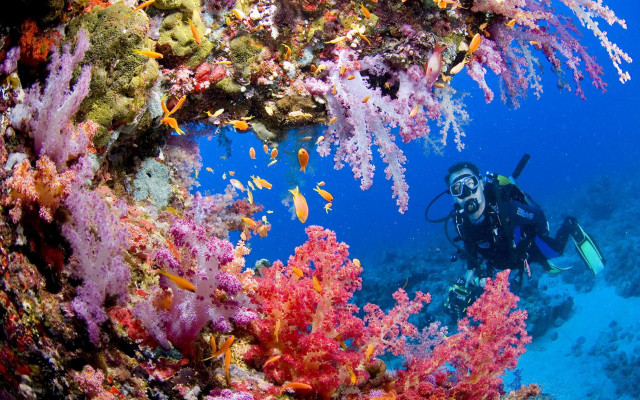 Scuba diver coral reef ocean free wallpaper - medium preview image