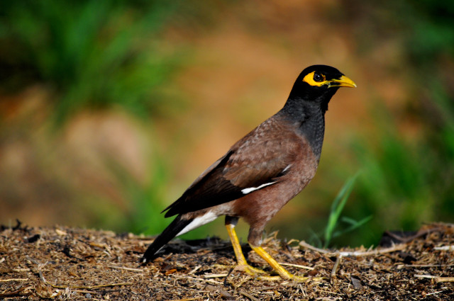 Bird yellow beak dirt ground free wallpaper - medium preview image