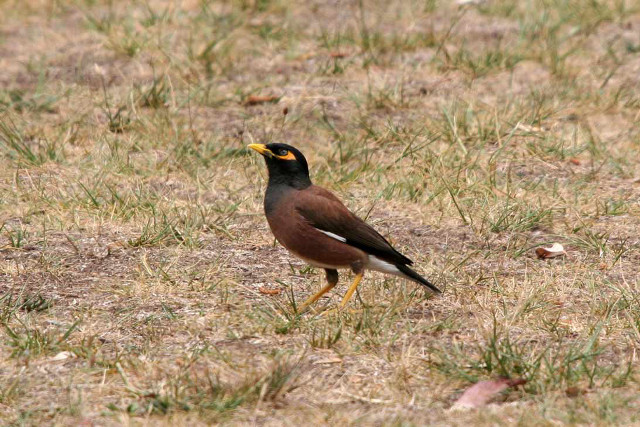 Bird grass distance yellow beak free wallpaper - medium preview image