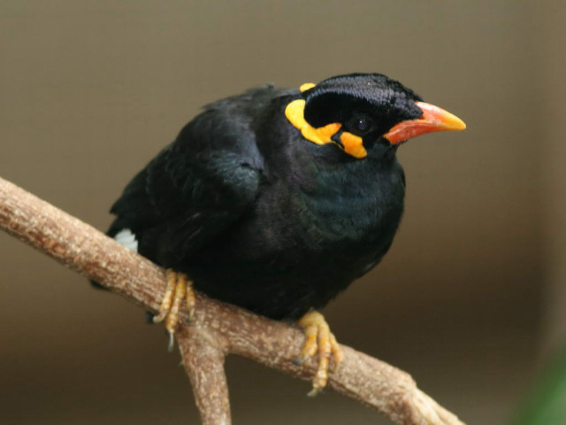 Black bird yellow beak tree free wallpaper - medium preview image