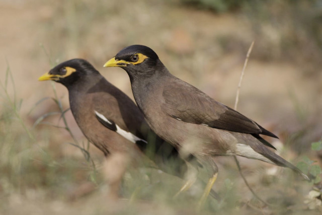 Birds crow seagull penguin animals free wallpaper for desktop - medium preview image