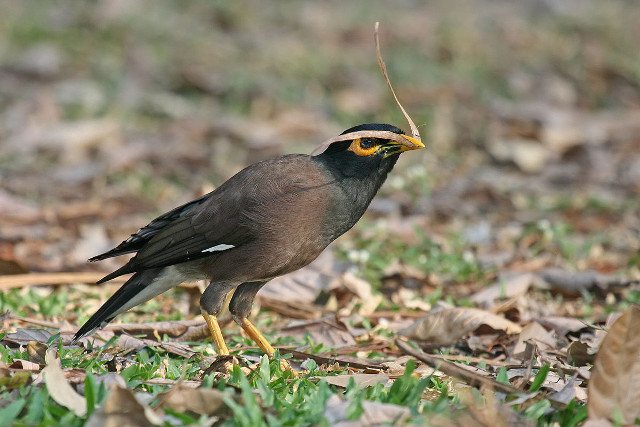 Bird long beak ground stick free wallpaper - medium preview image