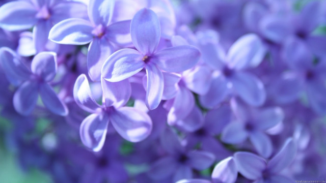 Purple flowers close up green free wallpaper - medium preview image