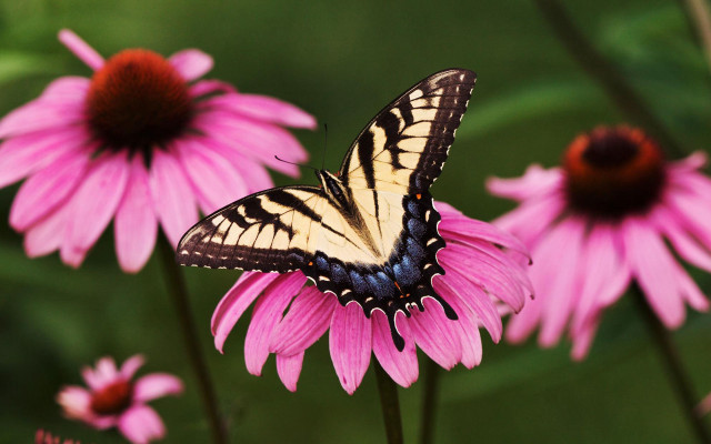Butterfly pink flower background blurry free wallpaper - medium preview image