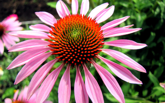 Pink flower green center macro #2 free wallpaper - medium preview image