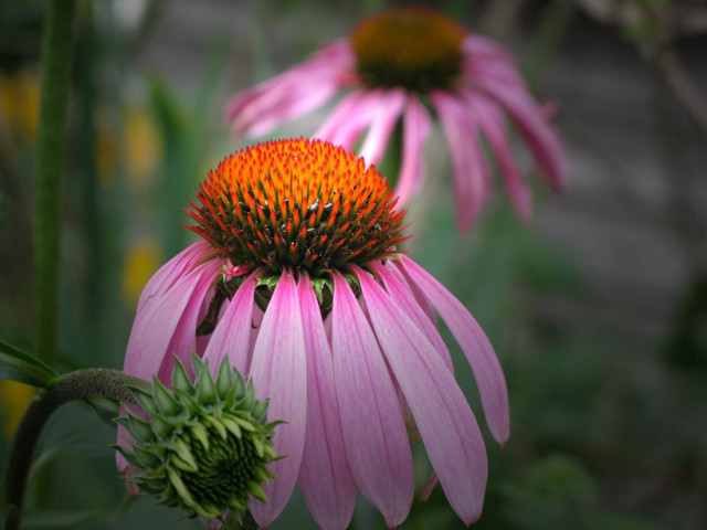 Pink flower bee closeup green free wallpaper - medium preview image