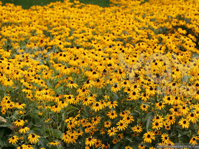 Yellow flowers green field blue free wallpaper - medium preview image