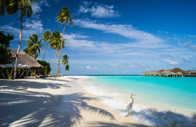 Bird standing water beach palm free wallpaper - medium preview image