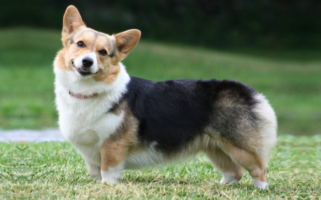 Dog standing grass smiling camera free wallpaper - medium preview image