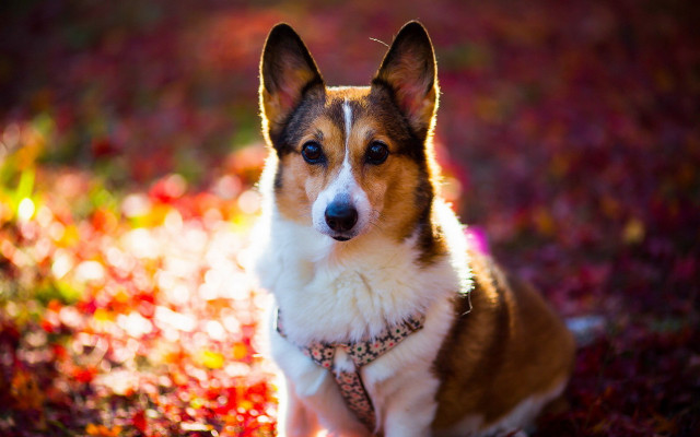 Dog sitting grass collar leash free wallpaper - medium preview image