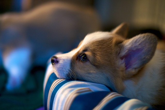 Dog couch blurry background another free wallpaper - medium preview image