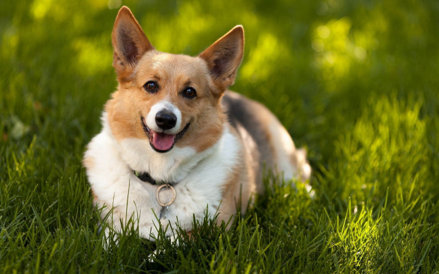 Dog laying grass tongue out free wallpaper - medium preview image