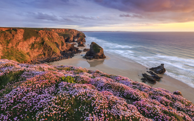 Beach cliff water purple flowers free wallpaper - medium preview image